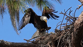 Bald Eagles Brings Lunch to Its Babies