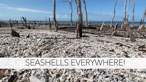 Looking for seashells after a storm. There were shells everywhere!