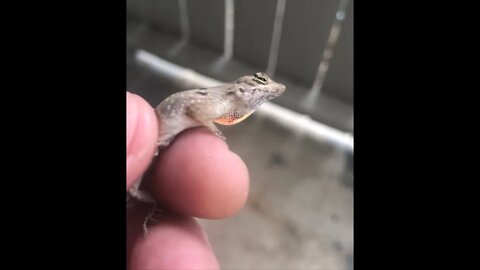 Non native anole