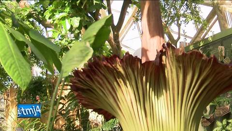 "Stinky" flower in full bloom at Mitchell Park Domes