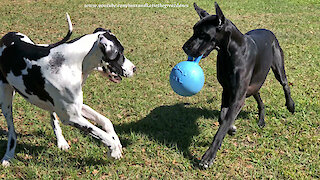 Great Dane Watch Dogs Love Pouncing and Bouncing With Their Jolly Ball