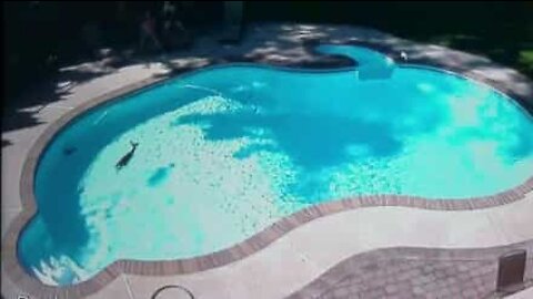 Cervo nuota in piscina negli USA