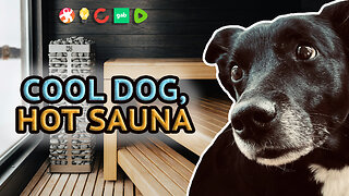 A Very Finnish Sauna With Luna The Dog