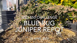 Blue Rug Repot - 2022 $50 Challenge