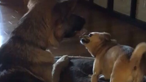 Tiny dog fearlessly challenges German Shepherd to tug-of-war