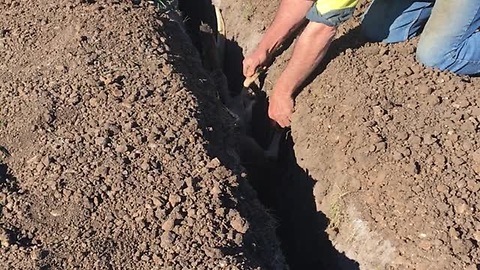 Kangaroo Is Rescued From A Trench Where A PVC Irrigation Pipe Was Being Installed
