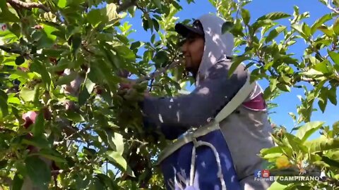 THE MOST BIGGEST APPLE FARM