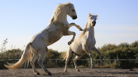 Sound of horse-horse neighing