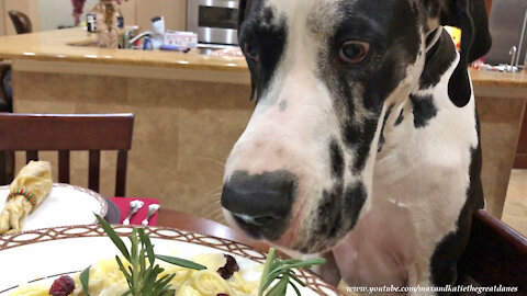 Polite Great Danes Sample Turkey Cranberry Alfredo Pasta Recipe