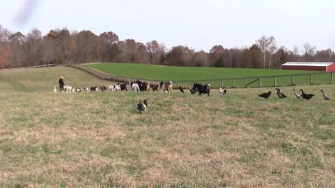 Farm Animals Follow Their Owner In A Single File Line