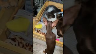 Persian Kitten Playing With Six Chihuahua Puppies