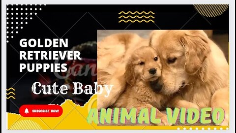 Retriever Puppies | Cute Baby Animal Video