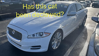 Has this big cat been declawed?