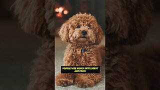 "Meet My Poodle: A Smart and Loyal Companion"