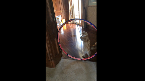 Hilarious Cat Dances with Hula Hoop and Catnip Mouse