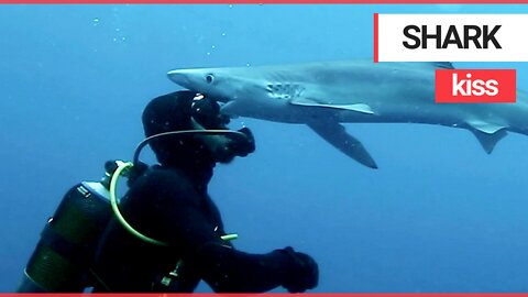Dramatic video shows diver coming face-to-face with a shark before the animal kisses him