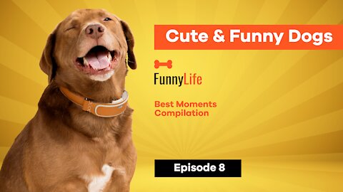 Funny Dogs #8 - Cute and Lovely Moments Compilation