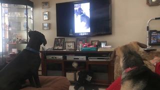 "Confused Dogs Watch Themselves on TV"