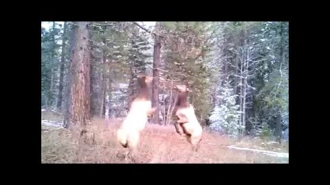 Elk fight