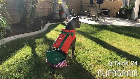 Pit Bull Models New Elf Costume For The Holidays