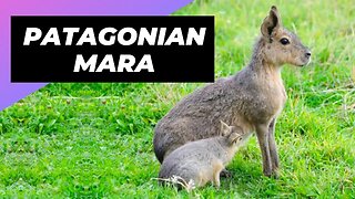 Patagonian Mara 🐇 One Unique Animal You Have Never Seen #shorts