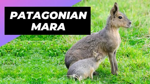 Patagonian Mara 🐇 One Unique Animal You Have Never Seen #shorts