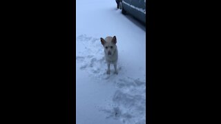 Leena playing in the snow winter 2018