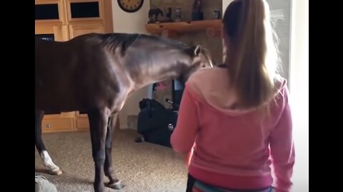 Horse Walks Inside House to Chill With Owner