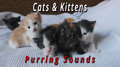 Cat & Kitten: Purring Sounds!