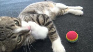 Little Cat Plays With a Ball