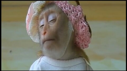 Monkey So Funny Video best 2021