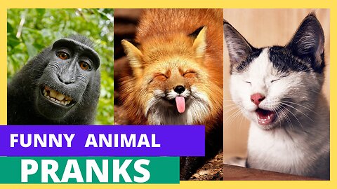 funniest animal pranks 🤣🤣