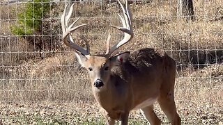 Close Up with Whitey! More Yard Bucks