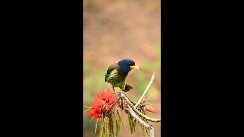 beutiful birds 🦜