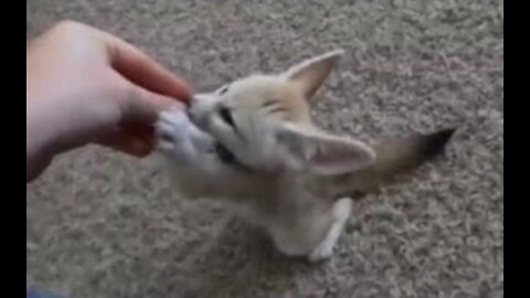 Training the Baby Fennec Fox to Sit