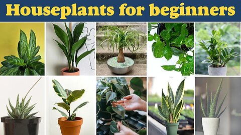 Houseplants for beginners | 10 easy care indoor plants for beginners