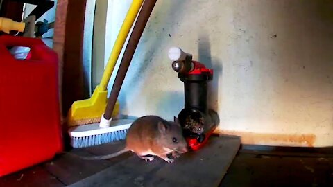 A24 Rat Trap: Another Rat in Deck Cabinet - Color Video of Rat #15, Sophie Turns Up Her Nose