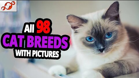 🐈 All Cat Breeds A-Z With Pictures! (all 98 breeds in the world). It's all here in this video