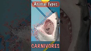Animal Types Carnivores Sharks # shorts