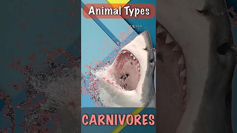 Animal Types Carnivores Sharks # shorts