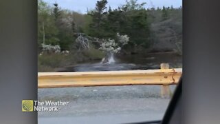Moose makes a big splash in the river
