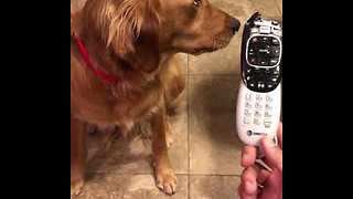 Guilty dog shamed for chewing on remote
