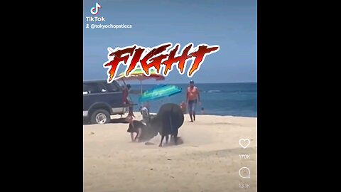 brawl at beach with the bull 🐂