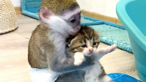 Funny baby monkey Susie is worried about kittens - compilation