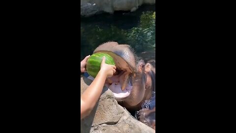 viral funny video 2023 hippo