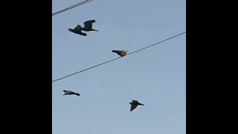 iBirds of Gujarat Ring necked Dove