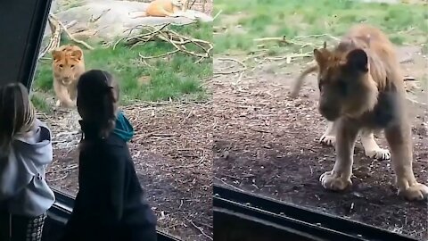 Lion tries to attack children who were taking a picture