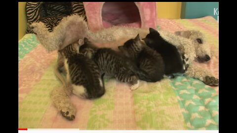 A Dog Became a Mom of Kittens After Losing Her Puppies