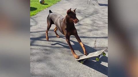 "20 Dobermann Videos That Will Make You Smile"