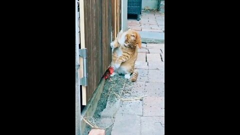 Funny Cat vs Chicken 2022- Funny Cat Videos 🐾